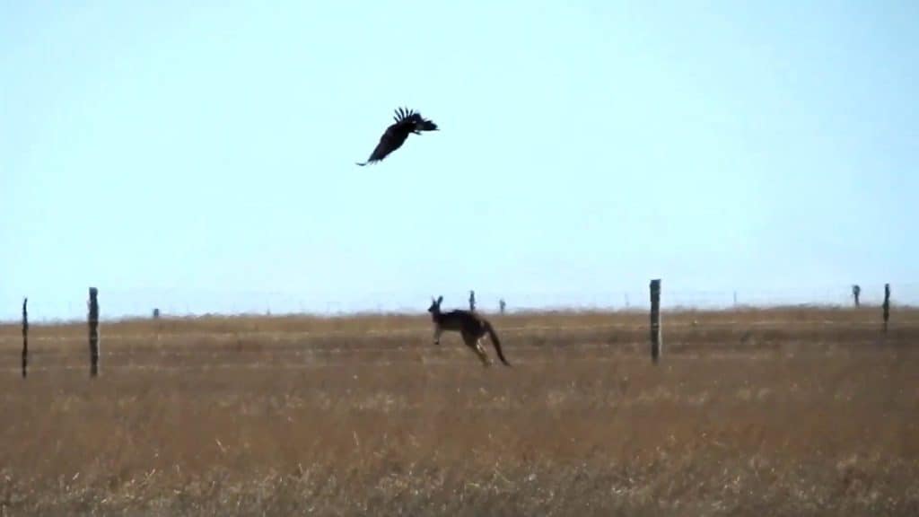 Wedge-tailed eagle attempts to make a kangaroo its prey in Australia
