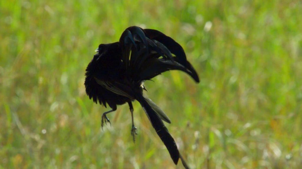 Jackson's widowbird jumping to impress female widowbirds