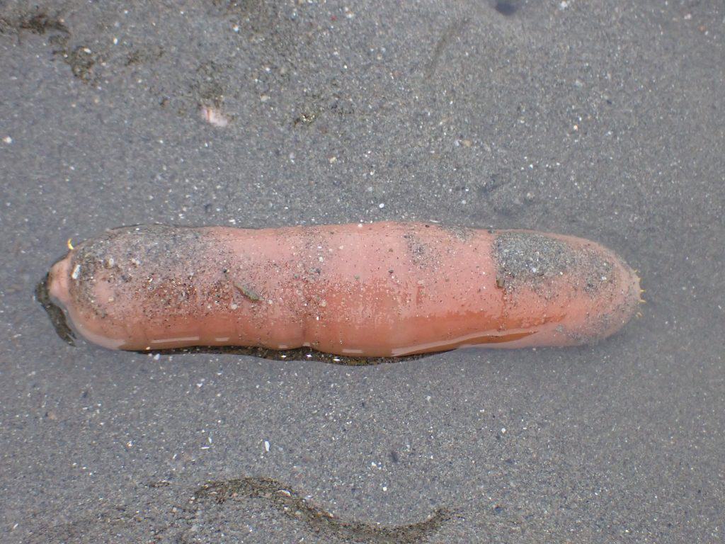innkeeper worm, kalifornischer igelwurm, 'penis fish' or 'penis worm'