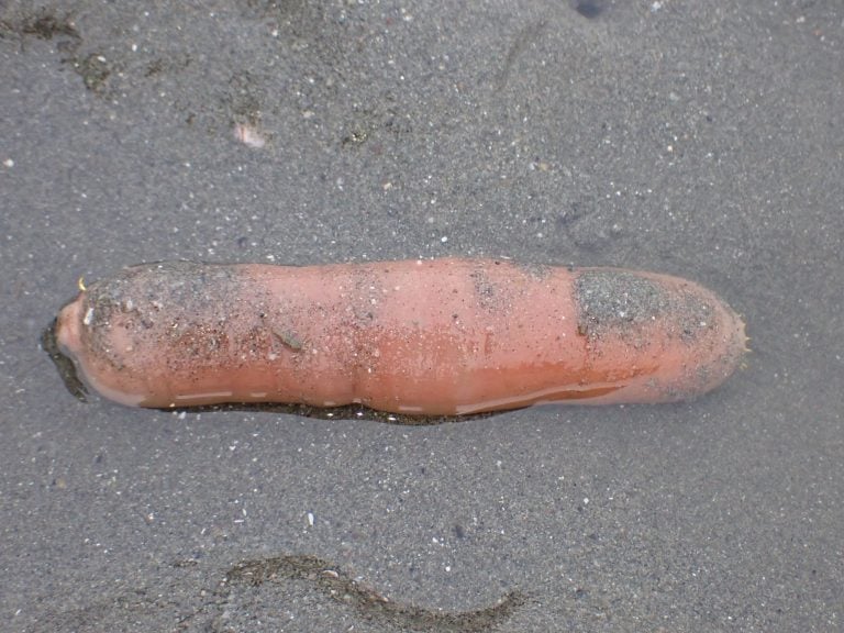 innkeeper worm, kalifornischer igelwurm, 'penis fish' or 'penis worm'