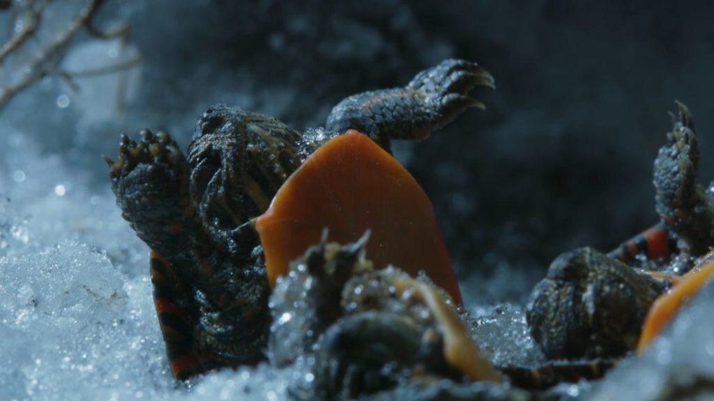 Painted turtle hatchlings frozen during the winter.