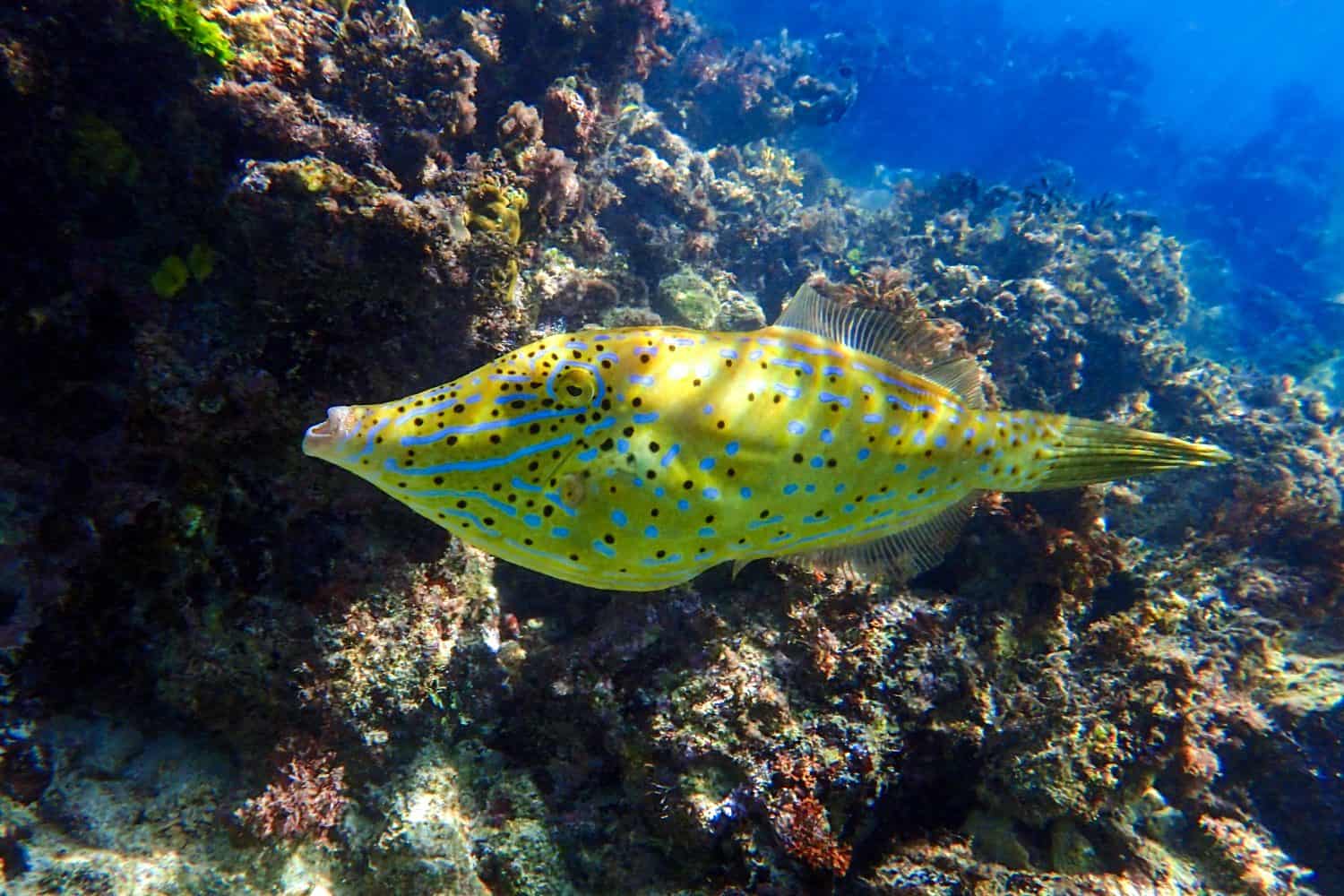 Scrawled filefish - (aluterus scriptus) Big green fish with light-blue spots