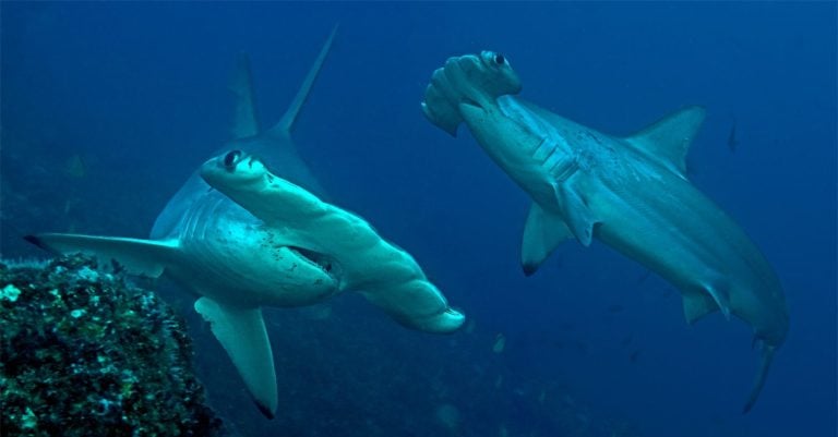 Hammerhead Shark photography