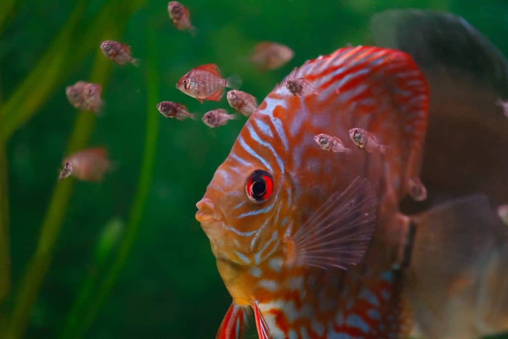 Baby discus fish swimming in freshwater. Discus fishes are native to the Amazon River.