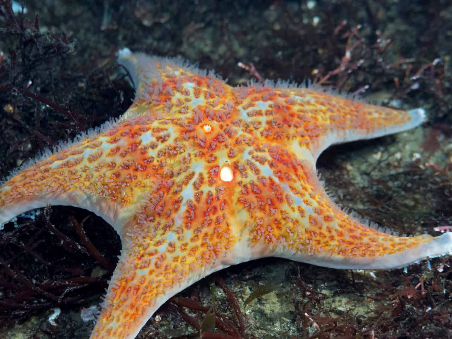 A juvenile Leather Star making a comeback after an epidemic of the seastar wasting disease.
