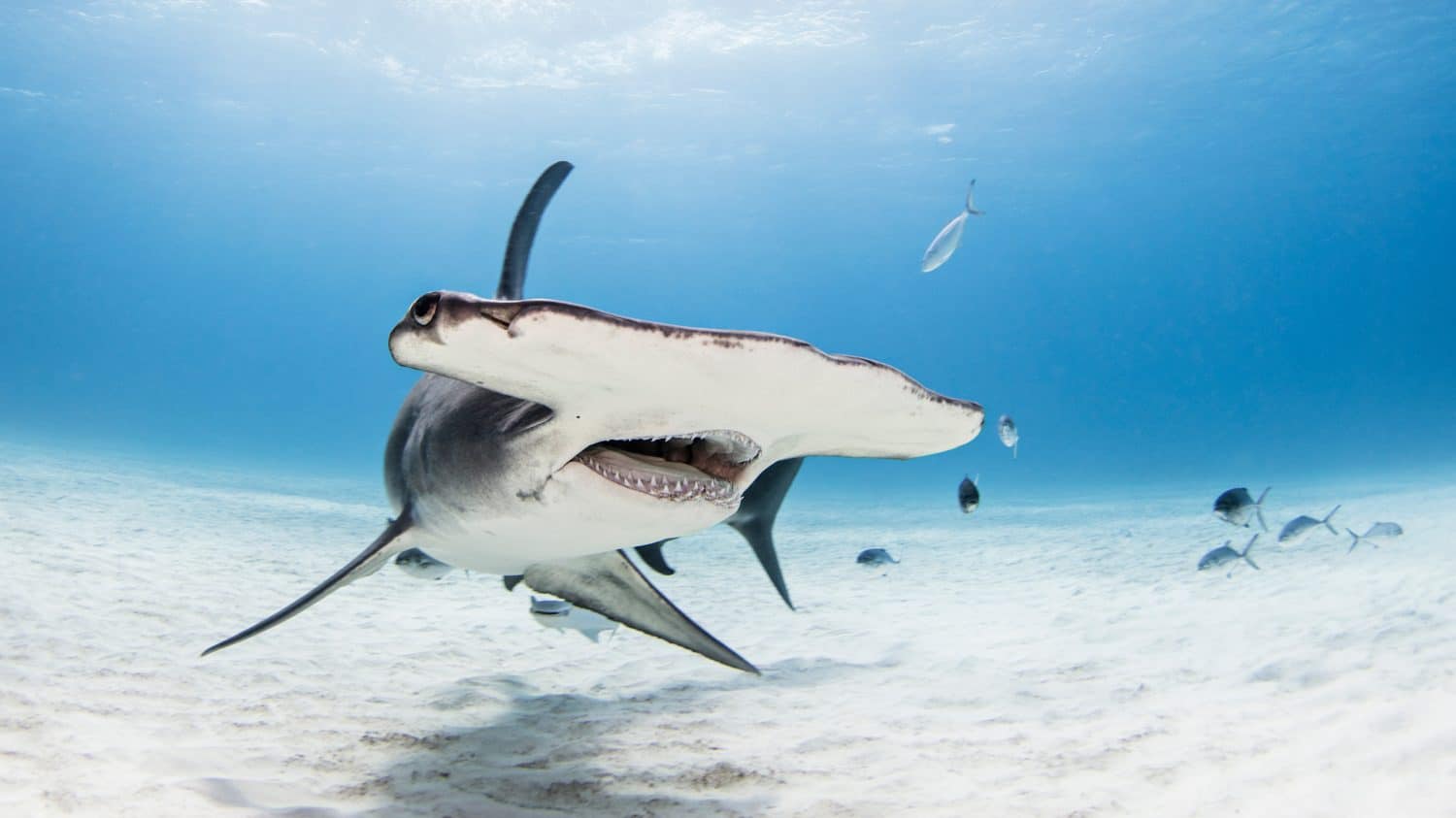 Great Hammerhead Shark in bimini on sandy bottom with mouth open