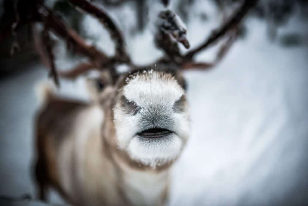 A Finnish reindeer