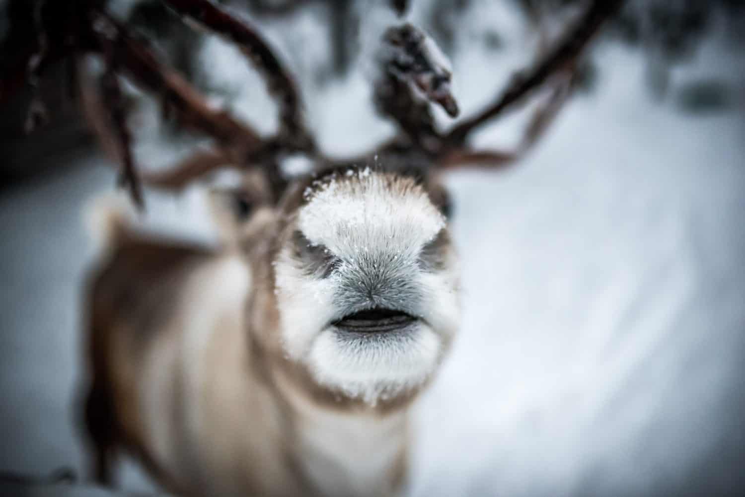 A Finnish reindeer