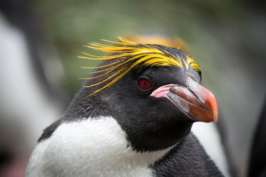 Close-up portrait of a Macaroni penguin, with colorful head feathers.
