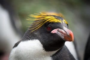 Close-up portrait of a Macaroni penguin, with colorful head feathers.