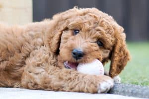 Irish doodle pup 8 weeks old
