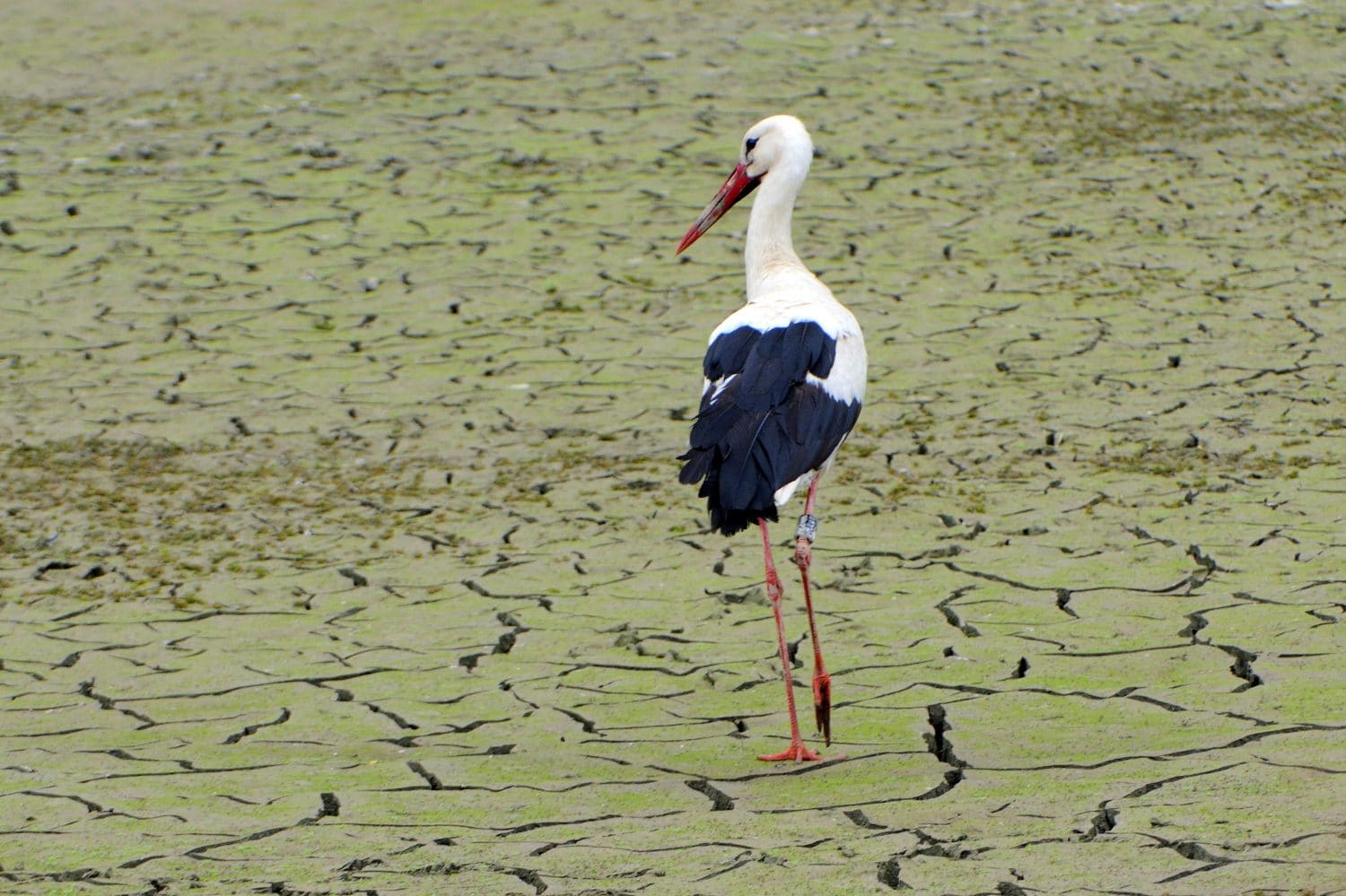 White Stork as losers in climate change