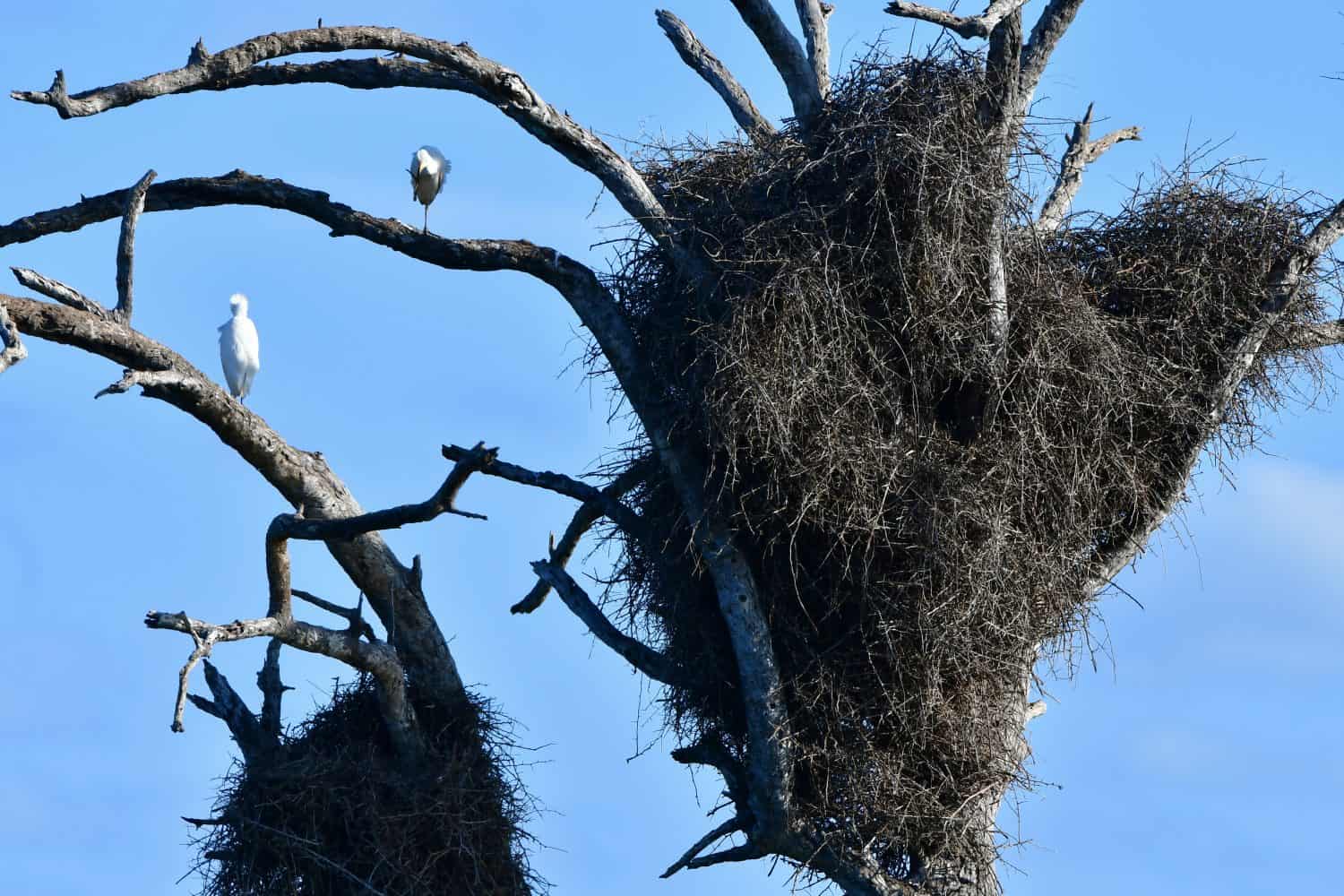 nest of hamerkop bird in Kruger National park in South Africa