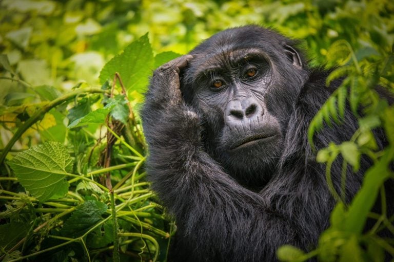 A close-up portrait of a female mountain gorilla, showing the details of her facial features, in its natural forest habitat of Bwindi Impenetrable National Park in Uganda.