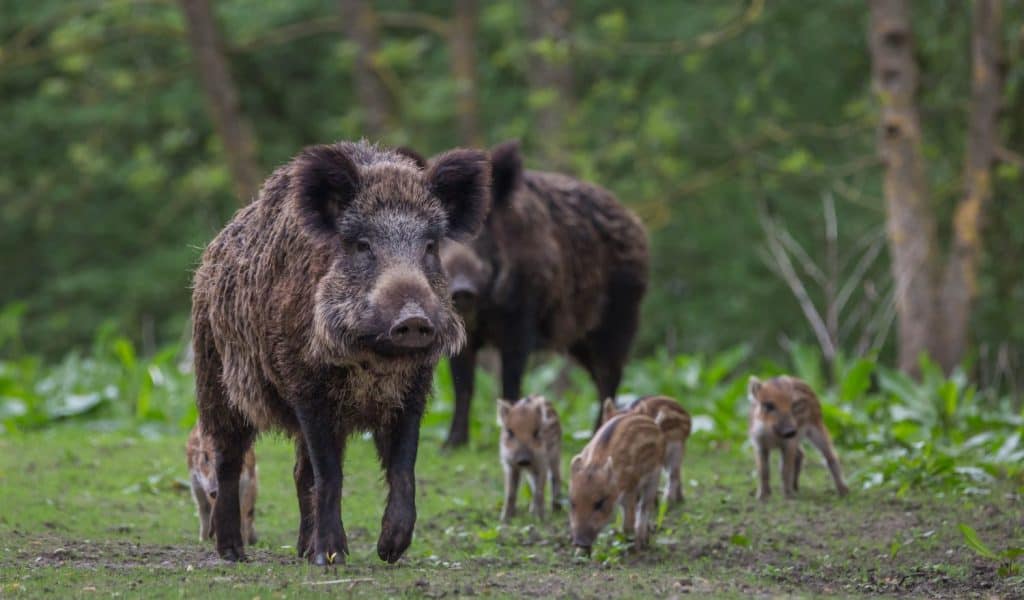 Wild Boar with young