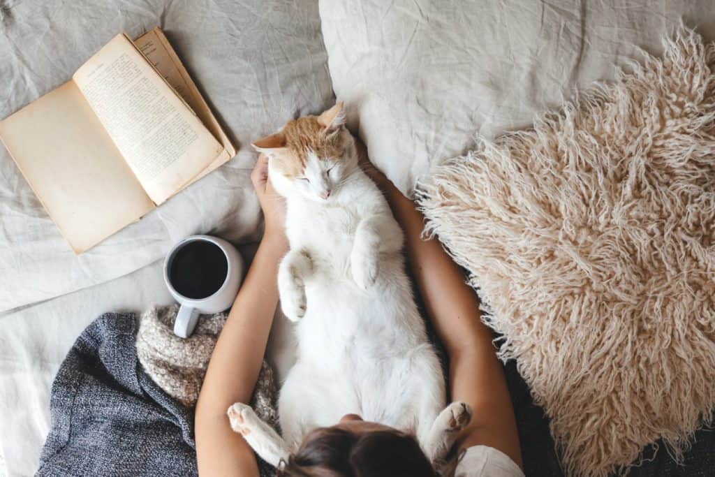 Cute ginger cat is sleeping in the bed on warm blanket. Cold autumn or winter weekend while reading a book and drinking warm coffee or tea. Hygge concept. Text on the pages is not recognizable.