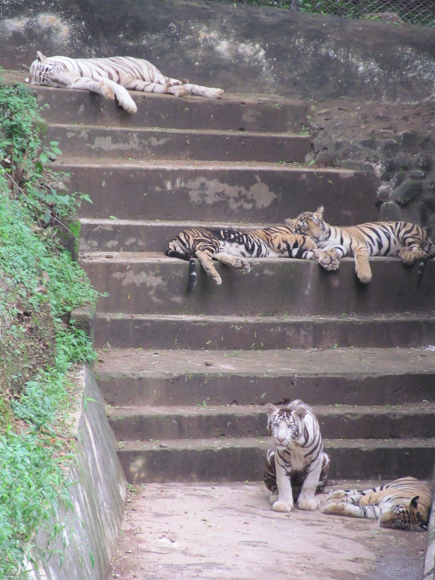 The White Tiger and The Royal Bengal Tiger together in Nandankanan , Odisha