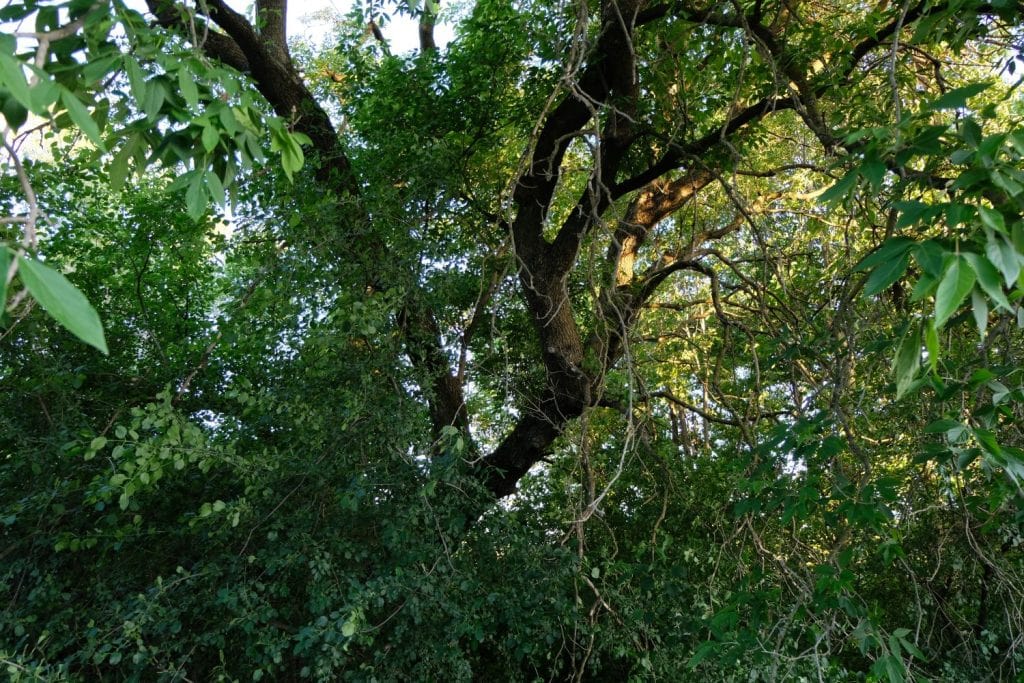 A Black Ash (Fraxinus Nigra) Tree. Old Enough to have Scaly Bark. Very Strong Tree with Beautiful Green Leaves.