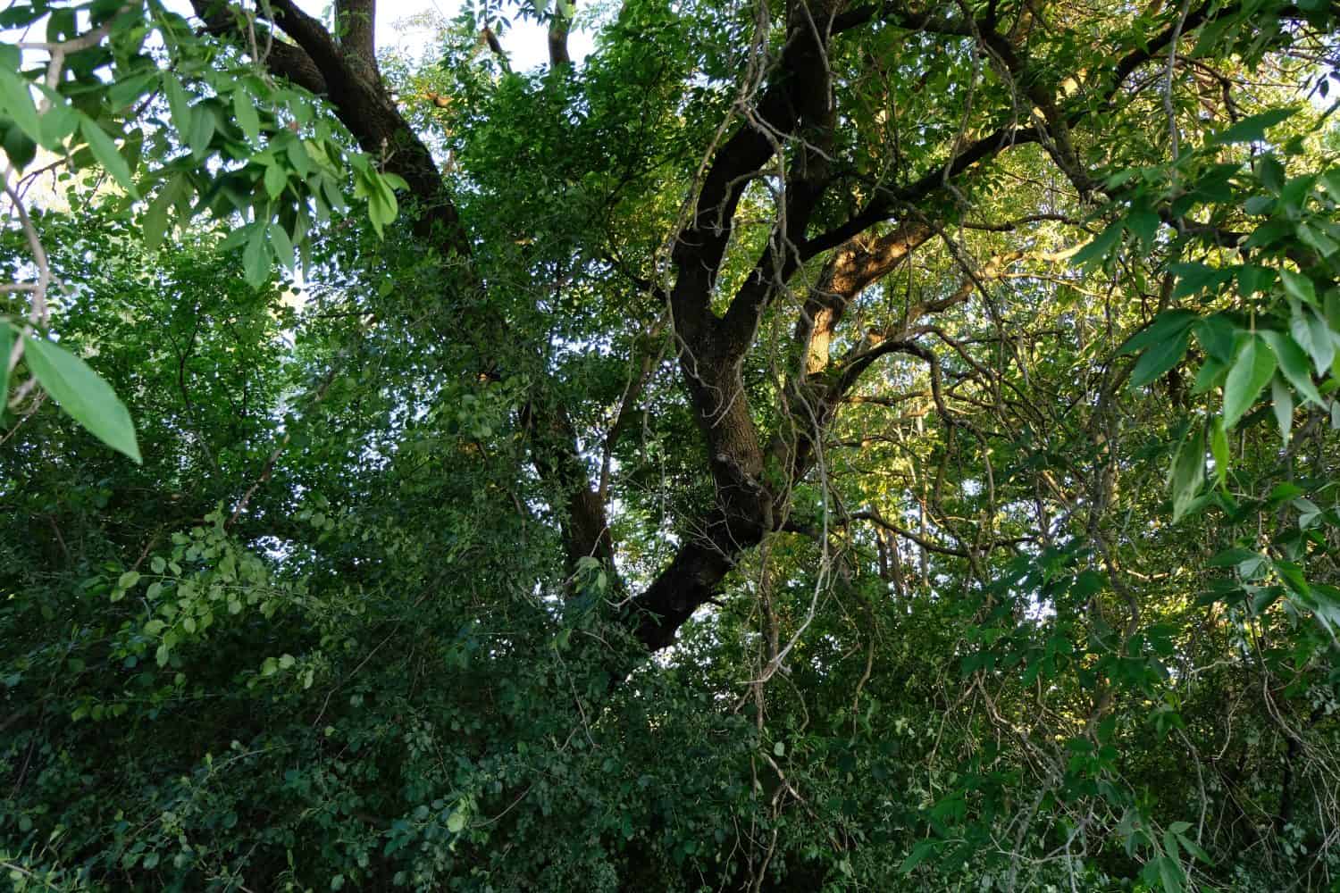 A Black Ash (Fraxinus Nigra) Tree. Old Enough to have Scaly Bark. Very Strong Tree with Beautiful Green Leaves.