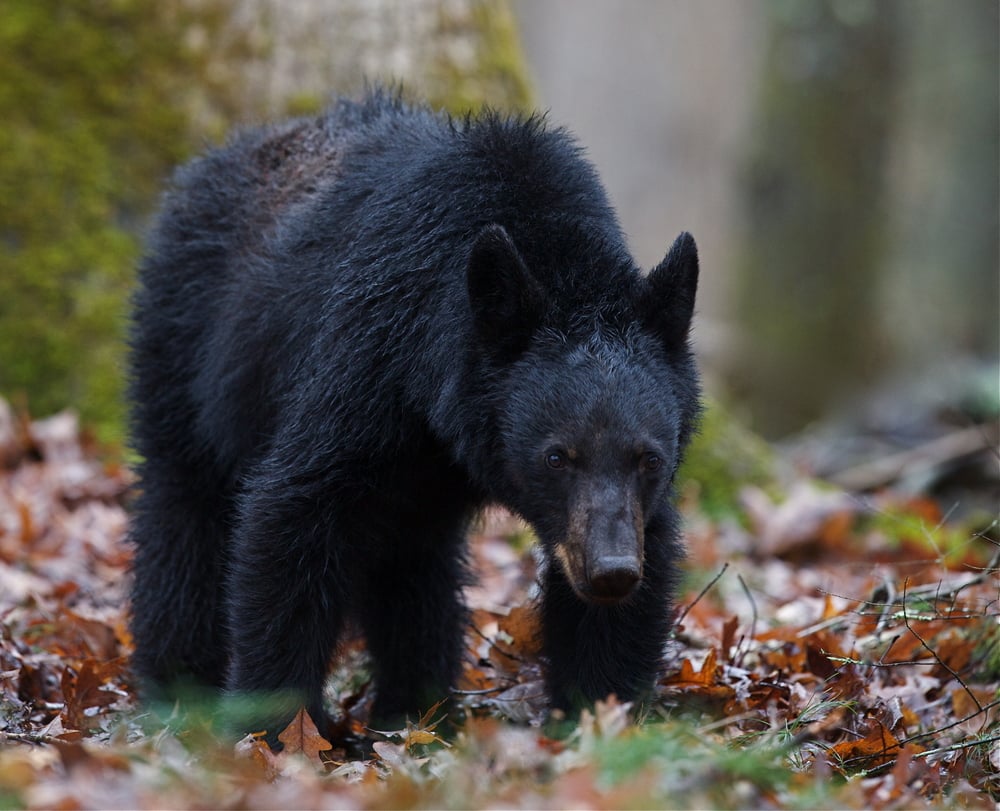 American Black Bear / Ursus americanus in the Smoky Mountains of Tennessee / North Carolina