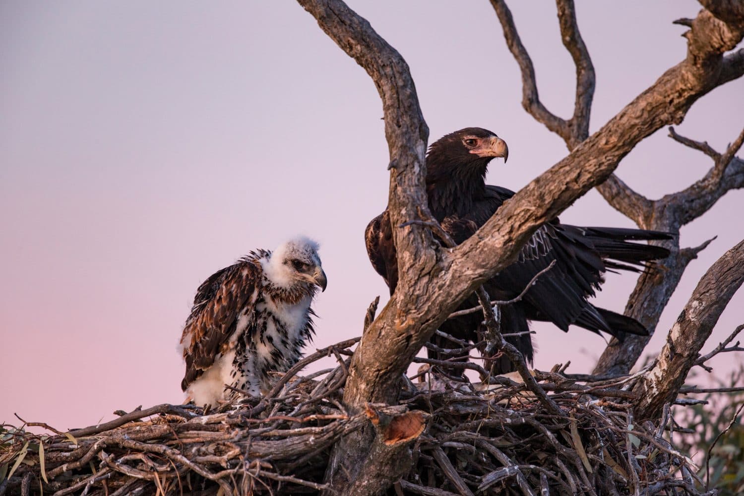 Wedge-tailed Eagle with a young on the nest