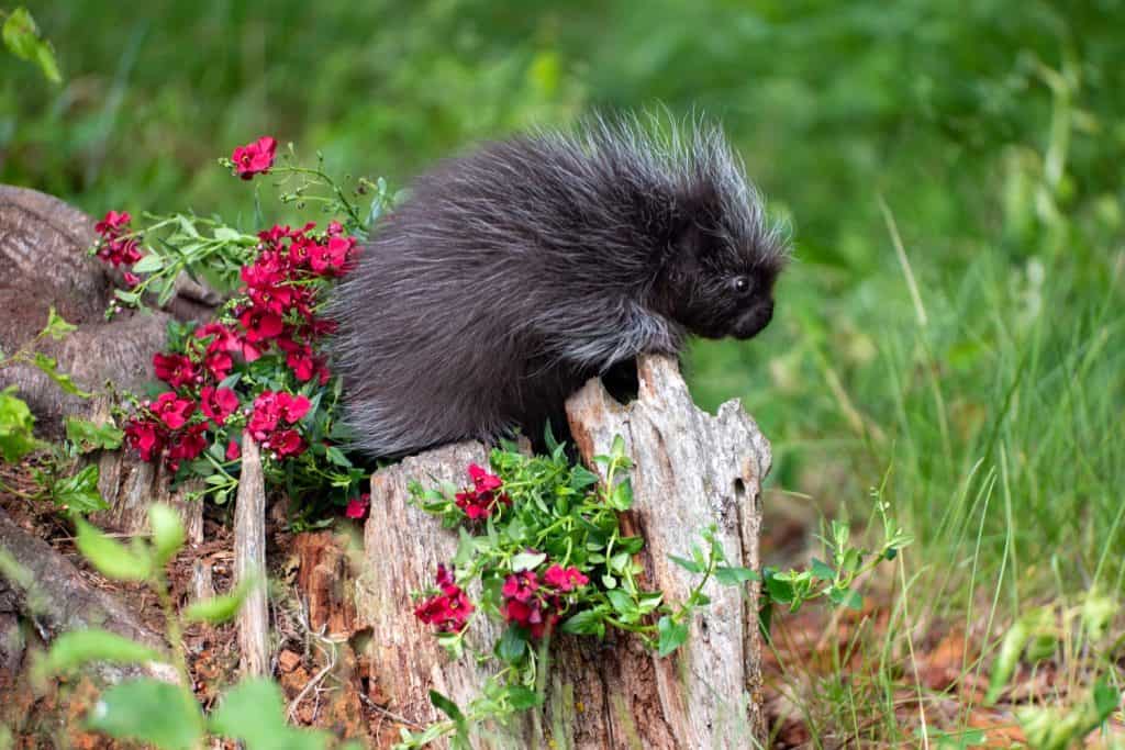 A baby porcupine looks over the edge of a tree stump to see what's on the other side.
