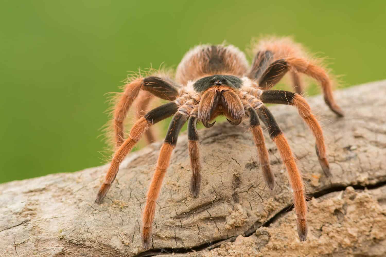 Just How Intelligent Are Tarantulas? - A-Z Animals