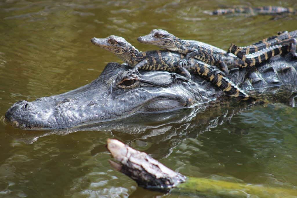 mother alligator with babies riding on her head in water