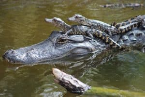 mother alligator with babies riding on her head in water