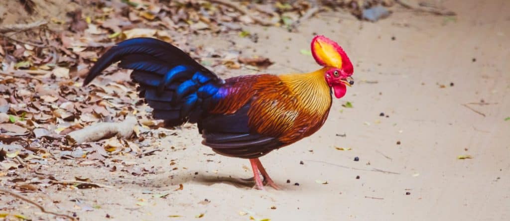 Sri Lankan Junglefowl (Gallus lafayettii)