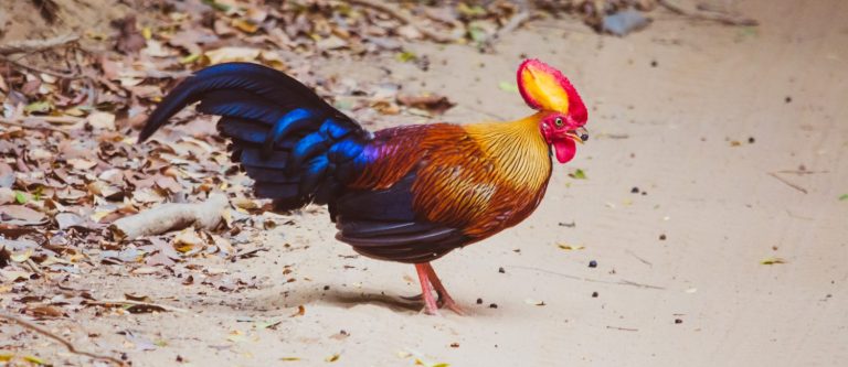 Junglefowl