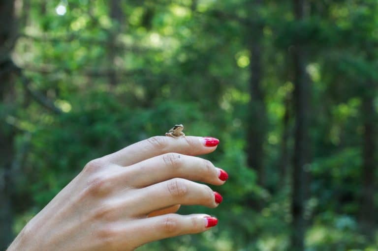 Miniature frog sitting on a Human Finger so we can see how small the frog is