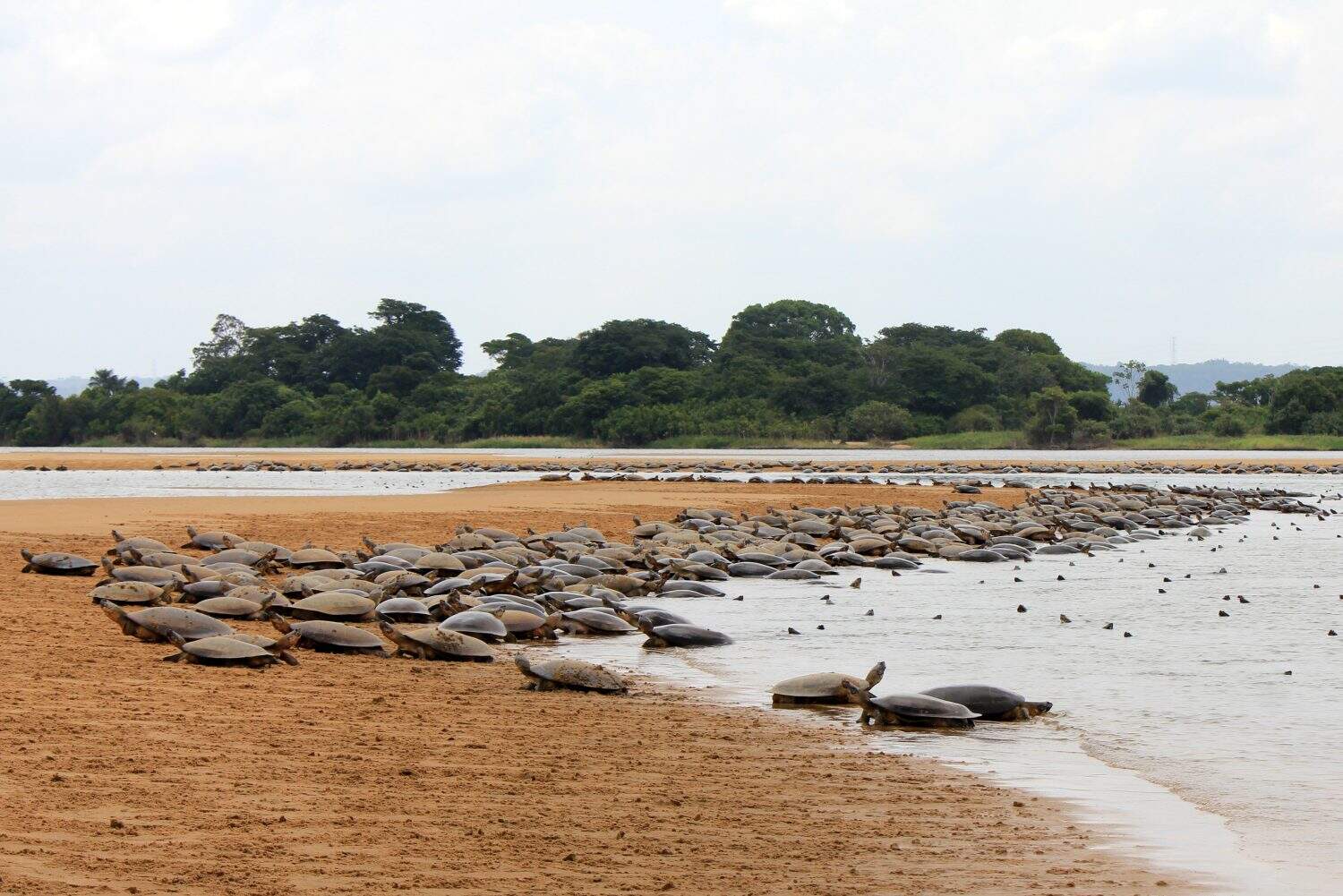 Flock of Arrau turtle (Podocnemis expansa) during the spawning season at the "Tabuleiro do Embaubal" Wildlife Refuge