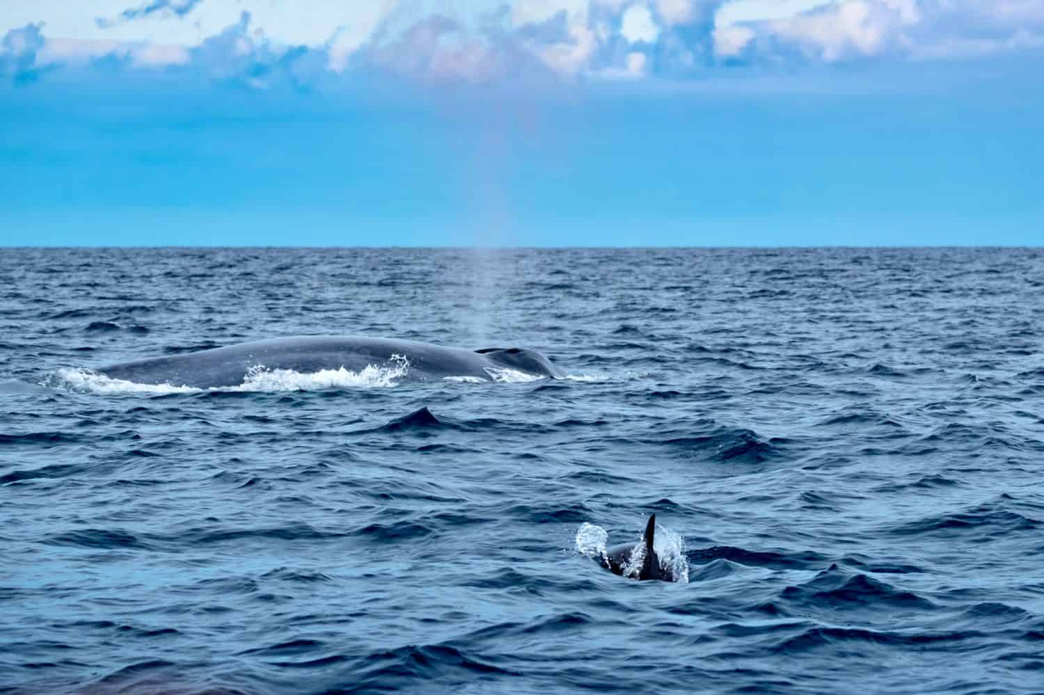 A tiny common dolphin approaches a mighty blue whale as it spouts with rainbow colours