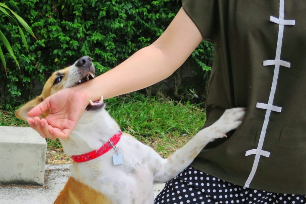 Soft focus of a cute white and brown dog bites in hand while playing with owner. Dangerous and may be infected by rabies. Animal, people and health care concept.