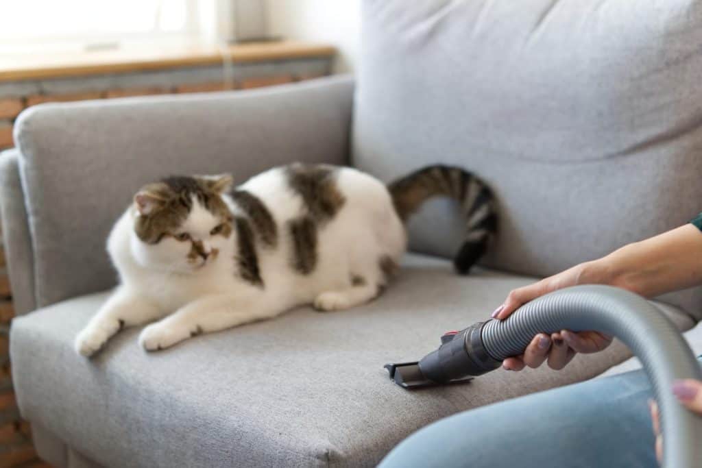 White cute cat is sitting and looking at vacuum cleaner of her owner while she is cleaning the sofa due to cat hair dropped on the sofa. Happy cleaning and cute cat concept.
