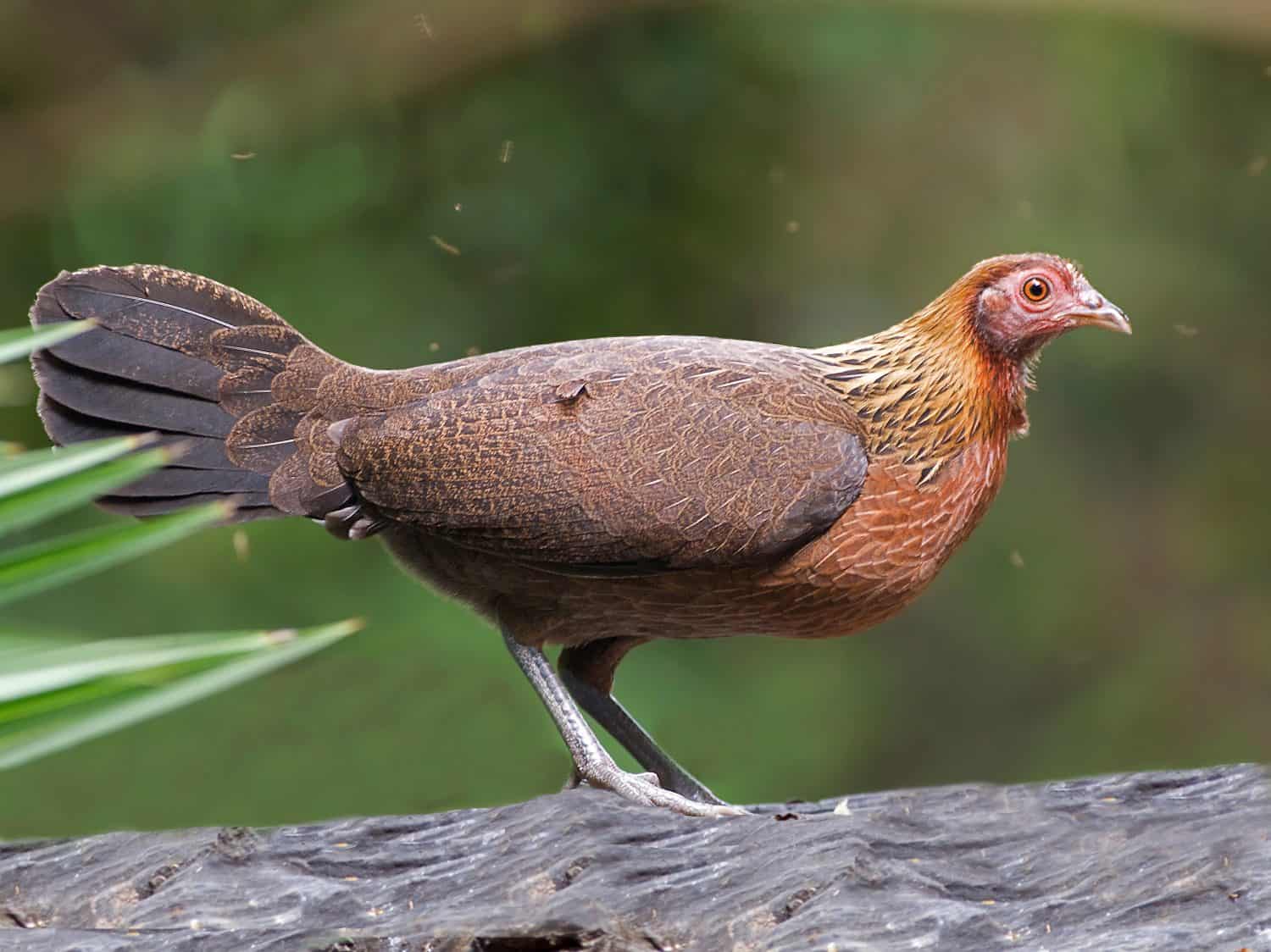 Bankivahoen, Red Junglefowl, Gallus gallus gallus