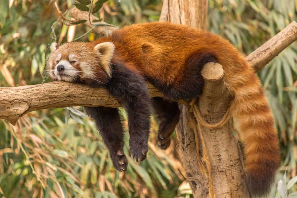The red panda is a mammal native to the eastern Himalayas and southwestern China. The wild population is estimated at fewer than 10,000 mature individuals and continues to decline due to habitat loss