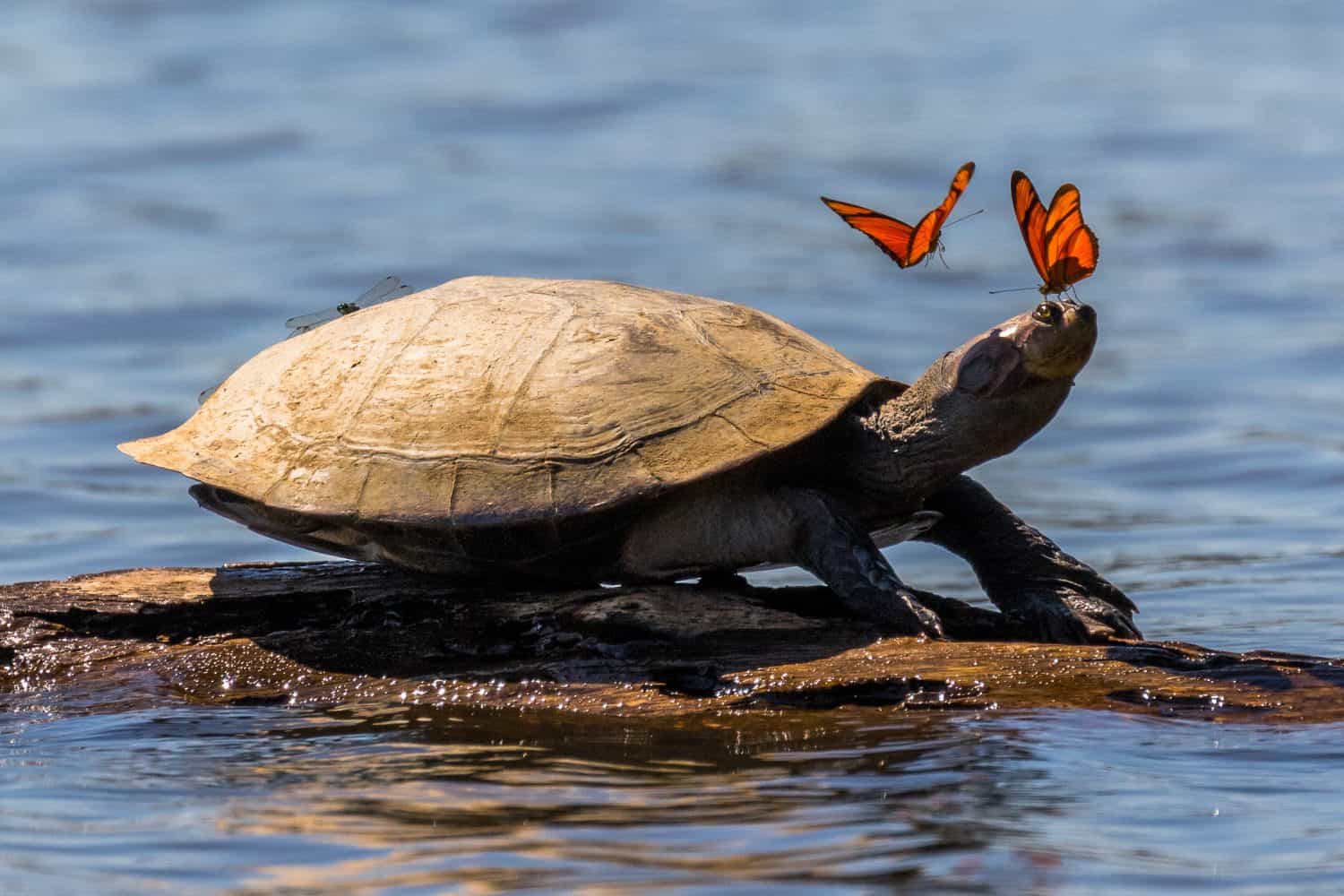 Amazon side-necked turtle (podocnemis) with butterflies. Tambopata, Sandoval Lake, Amazonia, Peru.