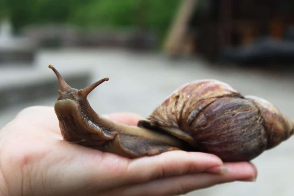 snail on hand