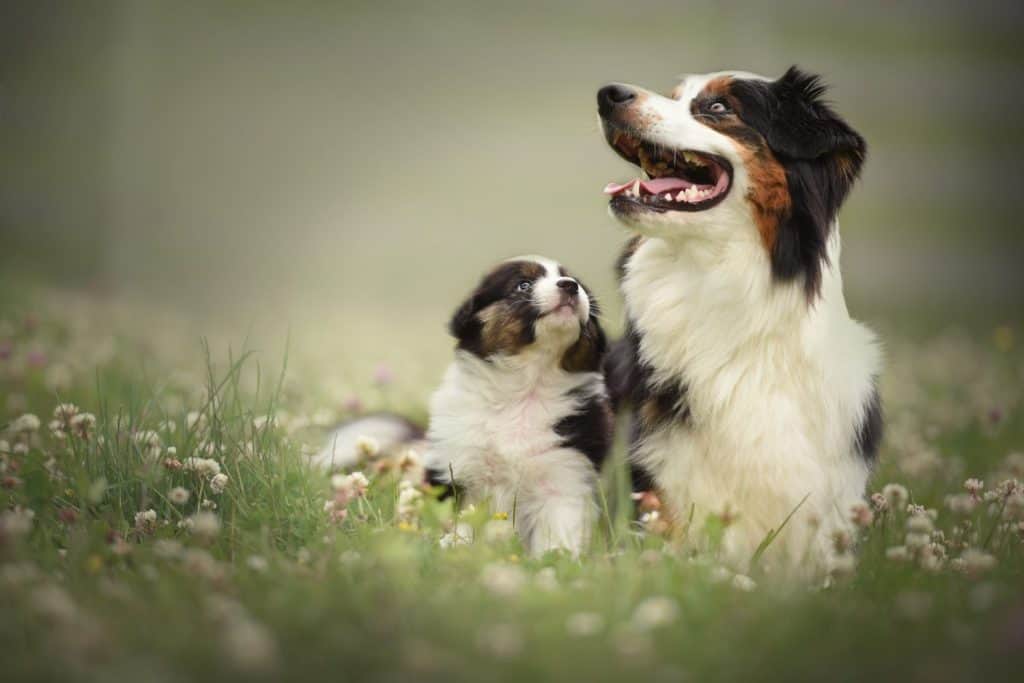 Puppy with mom. Proud australian shepherd puppy.