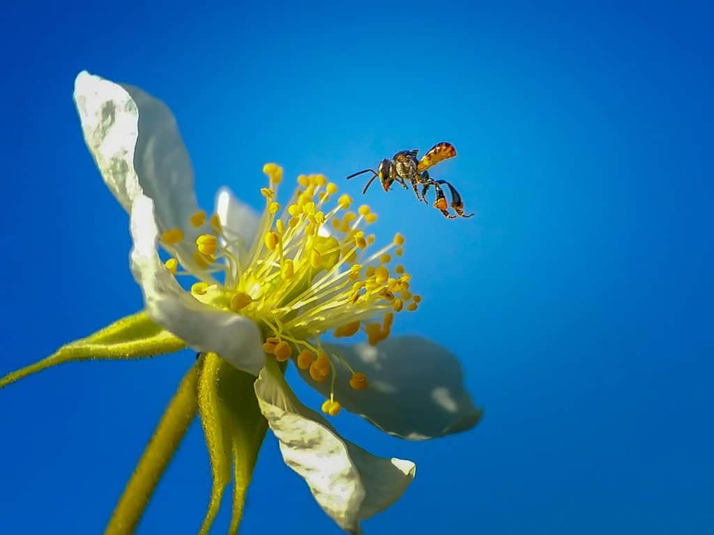 NATIVE STINGLESS BEES – TETRAGONULA CARBONARIA