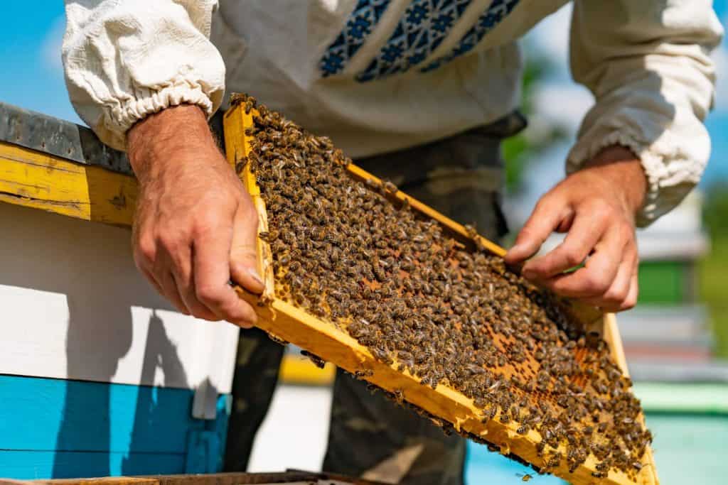 Beekeeper man in Ukrainian shirt looks over the honeycomb with bees barehanded. Apiculture. Apiary concept