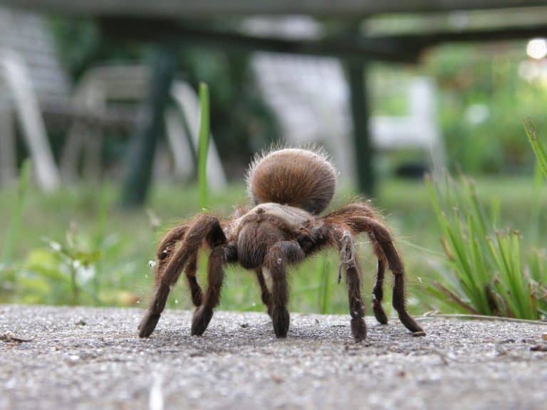 Texas Brown Tarantula standing in front of grass