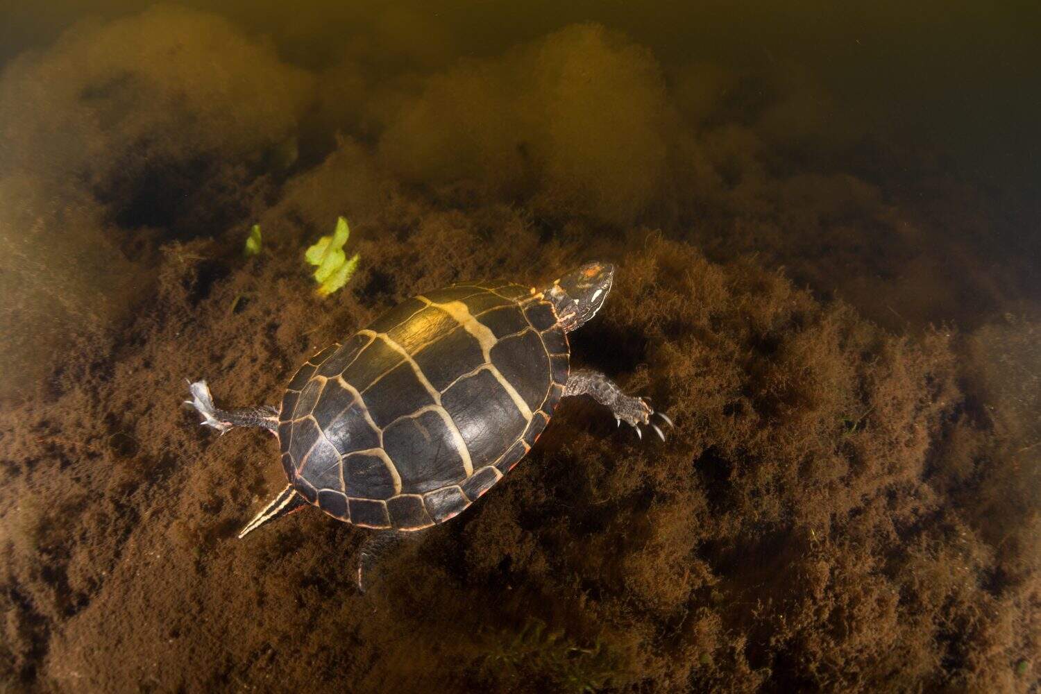 A Painted turtle (Chrysemys picta) swims through the water of a pond on Cape Cod, Massachusetts. This reptile is a common inhabitant of freshwater habitats throughout New England.