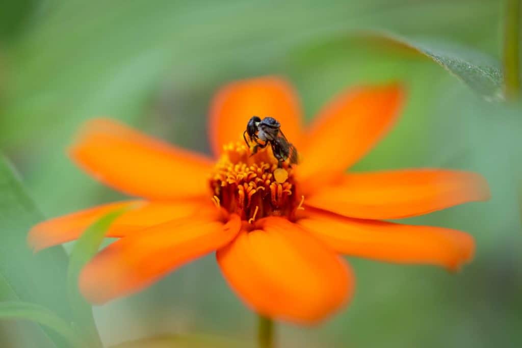 Australian Native Bee