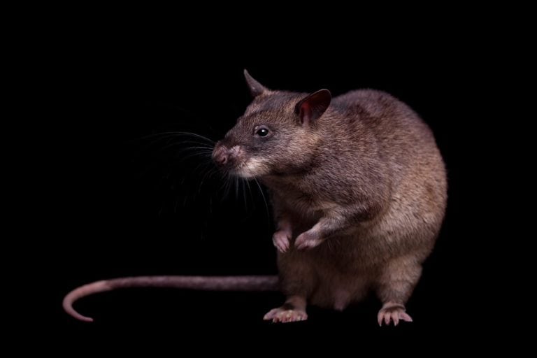 Gambian pouched rat, 3 years old, on black