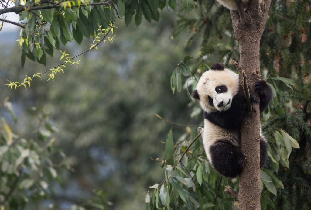 Giant panda, Ailuropoda melanoleuca, approximately 6-8 months old, clutching on to a tree high above the ground.