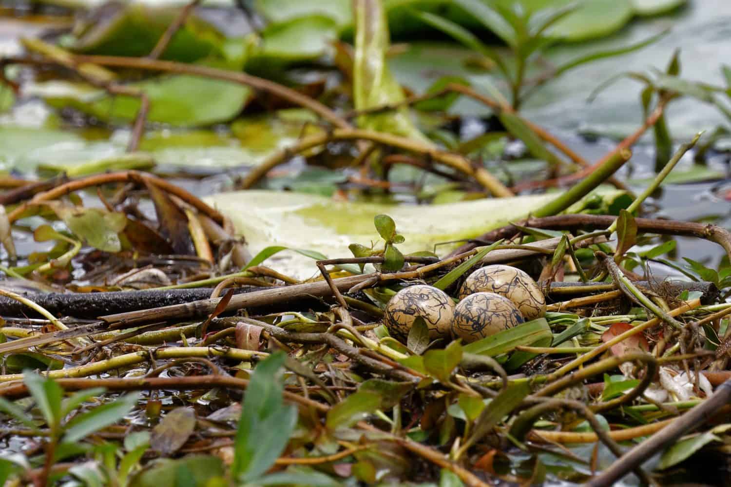 Brown African Jacana Eggs with irregular black markings
