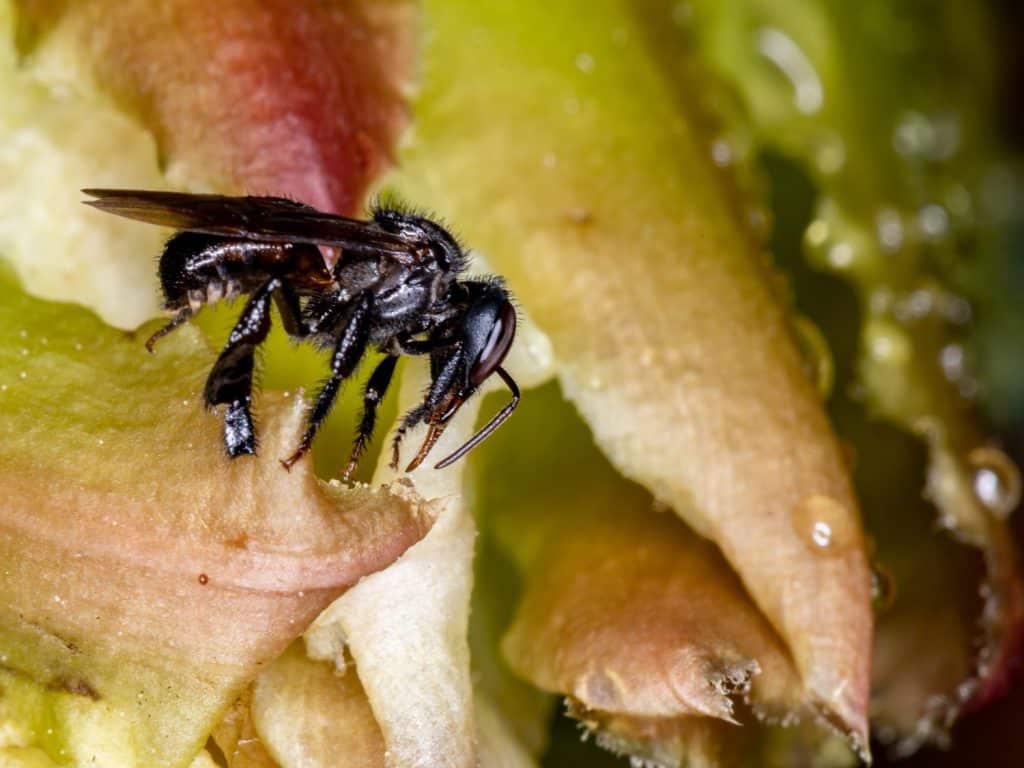 Bee Scaptotrigona bipunctata